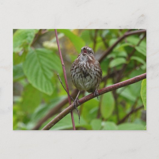 Zing me een Briefkaart (Voorkant)