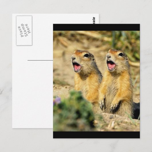 Zing Prairie Dogs Briefkaart (Voorkant / Achterkant)