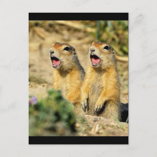 Zing Prairie Dogs Briefkaart