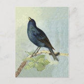 Zingen Blackbird Waterverf Briefkaart (Voorkant)
