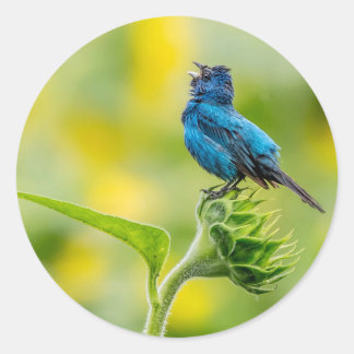 Zingen Indigo Bunting Ronde Sticker
