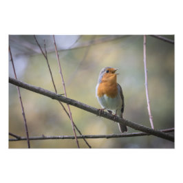 Zingen Robin Natuur Foto Afdruk