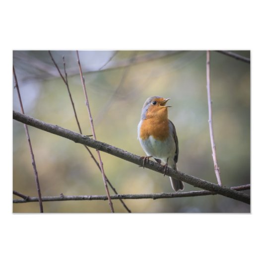 Zingen Robin Natuur Foto Afdruk (Voorkant)