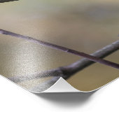 Zingen Robin Natuur Foto Afdruk (Hoek)