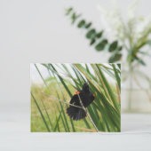 Zingend Briefkaart van de Rode-Winged Blackbird Fo (Staand voorkant)