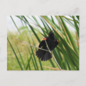 Zingend Briefkaart van de Rode-Winged Blackbird Fo (Voorkant)