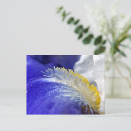 Zingend de Blauwen! Briefkaart (Staand voorkant)