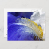 Zingend de Blauwen! Briefkaart (Voorkant / Achterkant)