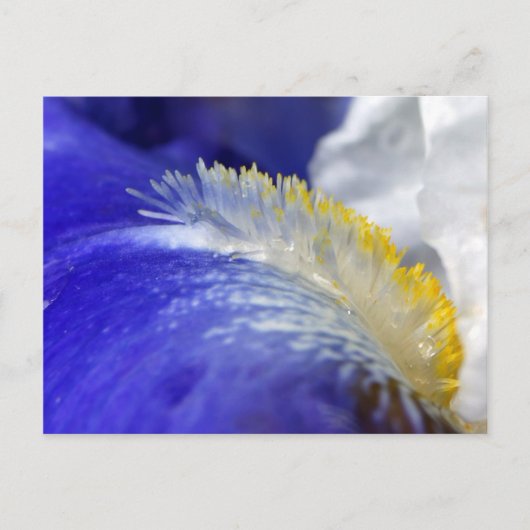 Zingend de Blauwen! Briefkaart (Voorkant)