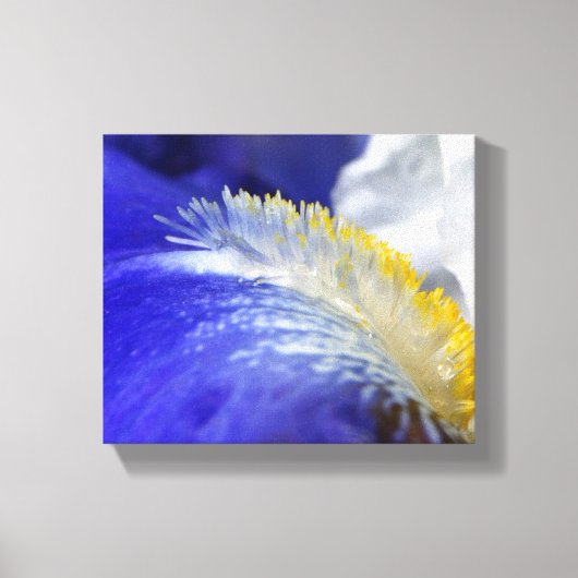 Zingend de Blauwen! Canvas Afdruk (Voorkant)