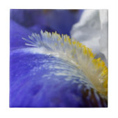 Zingend de Blauwen! Tegeltje (Voorkant)