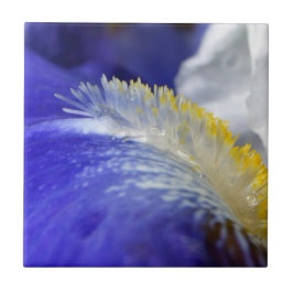 Zingend de Blauwen! Tegeltje