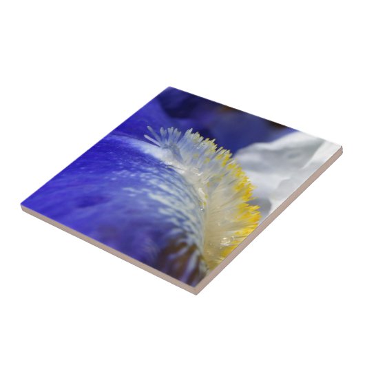 Zingend de Blauwen! Tegeltje (Zijkant)