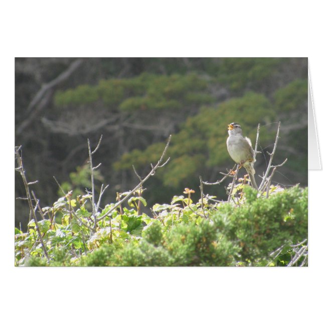 Zingende Bird (Voorkant Horizontaal)