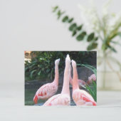 Zingende Flamingos Briefkaart (Staand voorkant)