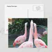 Zingende Flamingos Briefkaart (Voorkant / Achterkant)