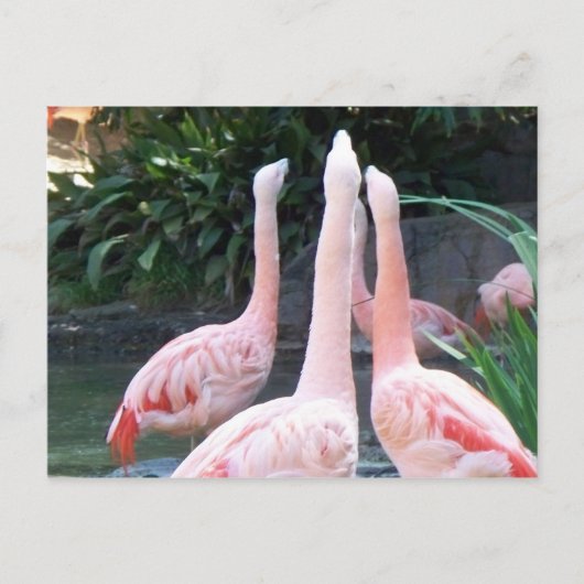 Zingende Flamingos Briefkaart (Voorkant)