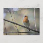 Zingende Roodborst Foto Briefkaart (Voorkant)