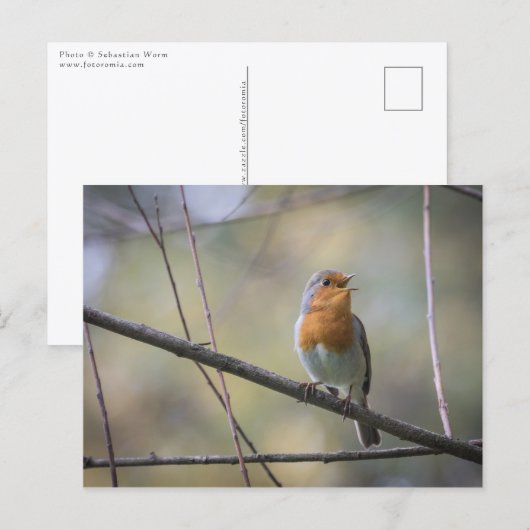 Zingende Roodborst Foto Briefkaart (Voorkant / Achterkant)