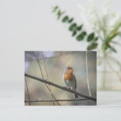 Zingende Roodborst Foto Briefkaart (Staand voorkant)