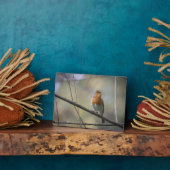 Zingende Roodborst Natuurfoto Fotoplaat (Zijkant)