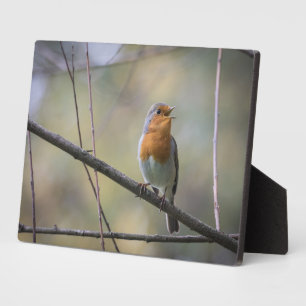 Zingende Roodborst Natuurfoto Fotoplaat