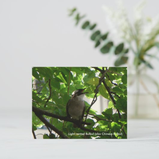 Zingende vogel/Chinese bulbul Briefkaart (Staand voorkant)