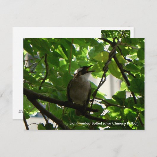 Zingende vogel/Chinese bulbul Briefkaart (Voorkant / Achterkant)