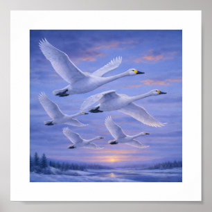 Zingende zwanen in winterlucht – Japanse wilde vog Poster