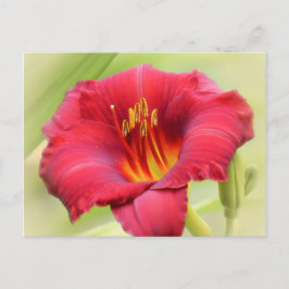 Zinger Daylily Briefkaart