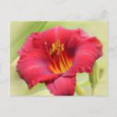 Zinger Daylily Briefkaart (Voorkant)