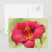 Zinger Daylily Briefkaart (Voorkant / Achterkant)