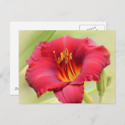 Zinger Daylily Briefkaart (Voorkant / Achterkant)