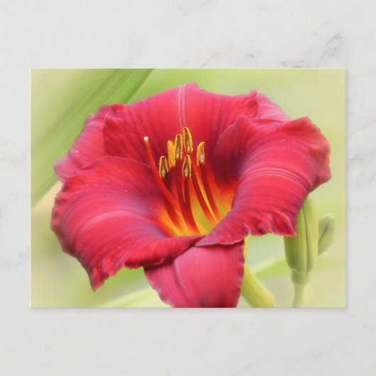 Zinger Daylily Briefkaart (Voorkant)
