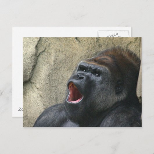 Zingergorilla-briefkaart Briefkaart (Voorkant / Achterkant)