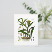 Zingiber officinalis (gember) briefkaart (Staand voorkant)