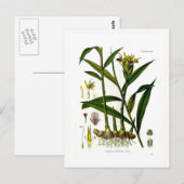 Zingiber officinalis (gember) briefkaart (Voorkant / Achterkant)