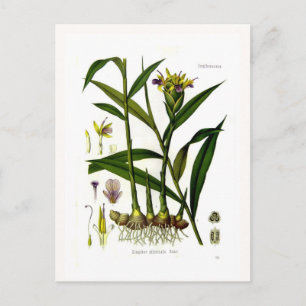 Zingiber officinalis (gember) briefkaart
