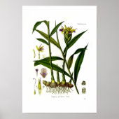 Zingiber officinalis (gember) poster (Voorkant)
