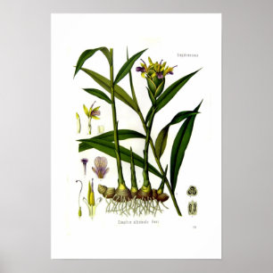 Zingiber officinalis (gember) poster