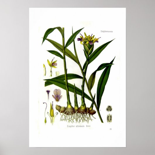 Zingiber officinalis (gember) poster (Voorkant)