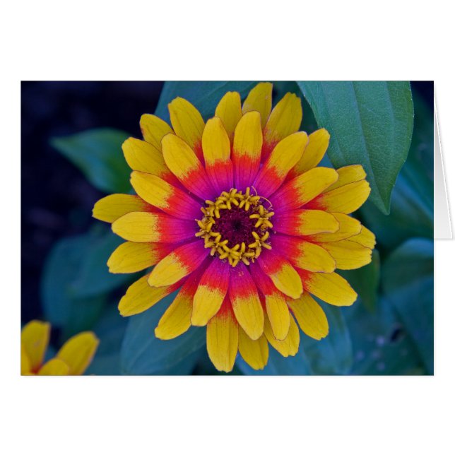 Zinnia (Voorkant Horizontaal)