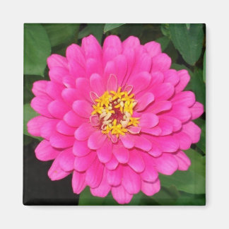 Zinnia1 Magneet