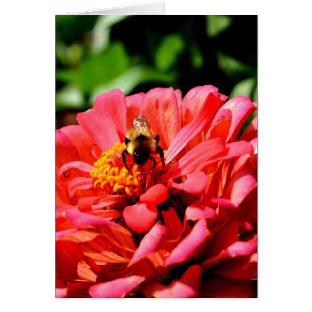 zinnia bij bijen en koraal (Voorkant)