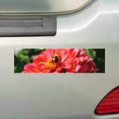 zinnia bij bijen en koraal bumpersticker (Op auto)