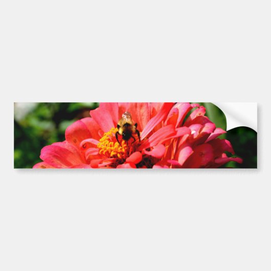 zinnia bij bijen en koraal bumpersticker (Voorkant)