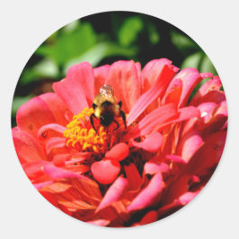 zinnia bij bijen en koraal ronde sticker