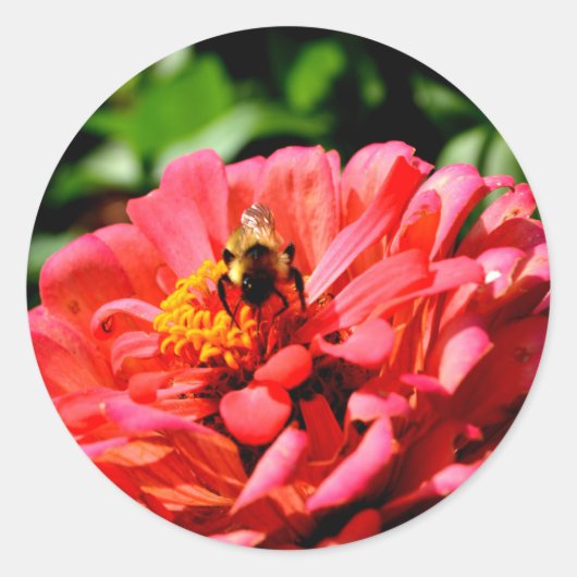 zinnia bij bijen en koraal ronde sticker (Voorkant)