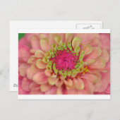 zinnia briefkaart (Voorkant / Achterkant)