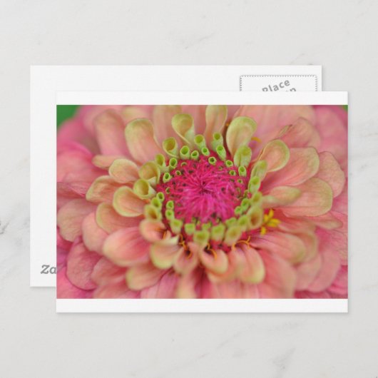 zinnia briefkaart (Voorkant / Achterkant)